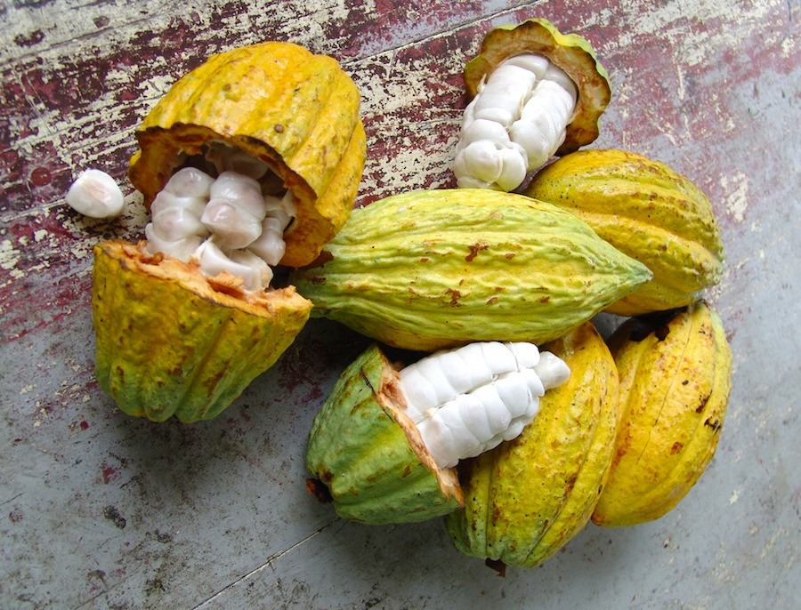 Cacau ganha destaque no Festival do Chocolate uma celebração da cultura e do agronegócio