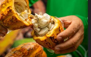 Do fruto ao chocolate: cacau de MT ganha força nacional e impulsiona festival que valoriza a produção regional